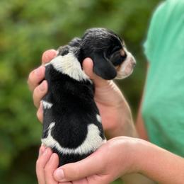 Male 2 - Black brown and white male Basset Hound puppy in Lindley, New York from Hill Top Basset Hounds & Cane Corso