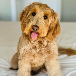 CeCe - Goldendoodle