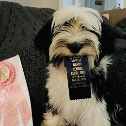 Tibetan Terrier Puppies from Halo Tibetan Terriers
