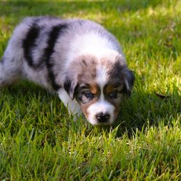 Rocky - Blue merle Australian Shepherd puppy in Chester, South Carolina from Faith Built Ranch