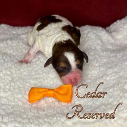 Cedar - Brown and white male Aussiedoodle puppy in Gresham, Oregon from Daisys Doodles