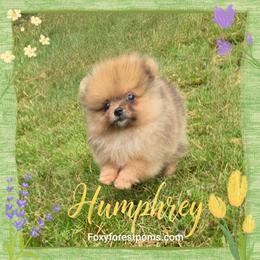 Humphrey- Tiny AKC - Orange sable male Pomeranian puppy in Eatonville, Washington from Foxy Forest Poms