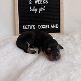 Mary Ann - Black and tan female Dachshund puppy in Dickinson, Texas from Beth’s Doxieland