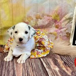 Girl 3 - White and black female Dalmatian puppy in Joshua, Texas from Rainier DALS LUA Dalmatians