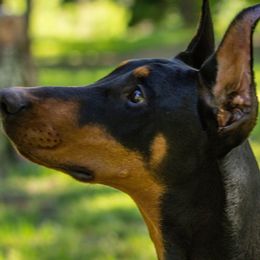 Cocker Spaniels and Doberman Pinschers from Tamra's