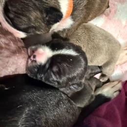 Dusk - Seal and white male Boston Terrier puppy in Monroe, Washington from Nordkyn Boston Terriers