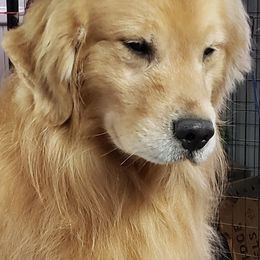 Golden Retriever All Grown Up from Bryeridge Goldens