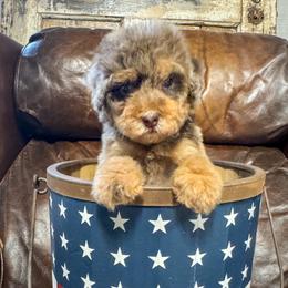 Cinnamon Toast Crunch - Chocolate merle male Bernedoodle puppy in Rose Hill, North Carolina from Red Door Canines