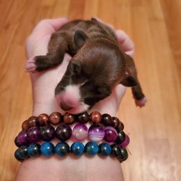 Italian Greyhound Puppies from Parris Italian Greyhounds