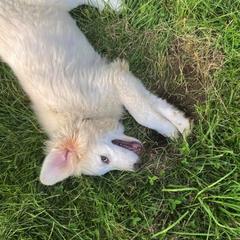 Colorado Mountain Dog Puppies from Mill Iron Farms