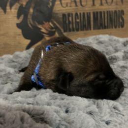 Boy 2 - Belgian Malinois puppy in Alger, Michigan from Aspen’s Edge Kennel