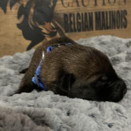 Boy 2 - Belgian Malinois puppy in Alger, Michigan from Aspen’s Edge Kennel