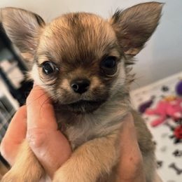 Tiny LC Girl - Red female Chihuahua puppy in Cape Coral, Florida from Inspired Chihuahuas