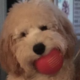 Goldendoodle Puppies from Jessie’s Doodles