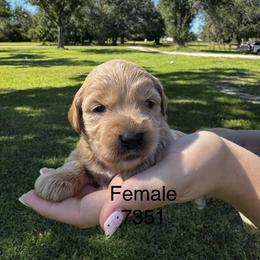 Dolly 7531 - Apricot female Goldendoodle puppy in Arcadia, Florida from KnuDawn Goldendoodles