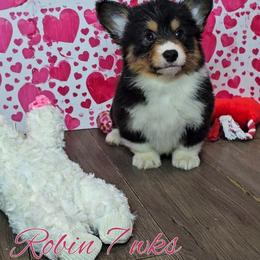 Robin - Black and white female American Corgi puppy in Mansfield, Ohio from Moonrise corgis