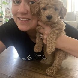 Goldendoodle and Poodle Puppies from Still Waters Farm