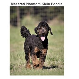 Paparazzi - Goldendoodle