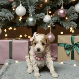 Treasure - Parti female Goldendoodle puppy in St. George, Utah from Winchester Hills Poodles and Doodles