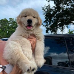Golden Retriever Puppies from Laryssa Stefano