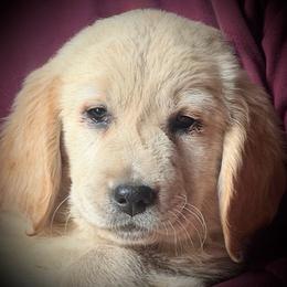 Robin's Egg Blue Girl - Light golden female Golden Retriever puppy in Fisher, Illinois from Aslan's Pride of Fidei Family Farms