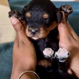 Black and Tan Girl - Black phantom female Aussiedoodle puppy in Burkesville, Kentucky from Bline’s Awesome Aussies & Doxies at the Bline Family Farm