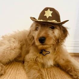Thomas O'Malley - Apricot male Goldendoodle puppy in Bentonville, Arkansas from Bentonville Doodles