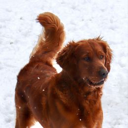 Darla - Golden Retriever
