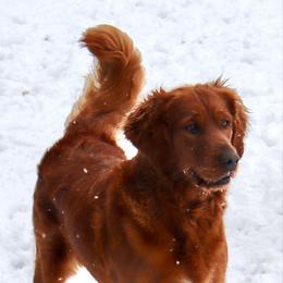 Darla - Golden Retriever