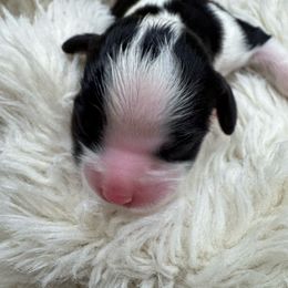 Charles - Tri-color male Cavalier King Charles Spaniel puppy in Anaheim Hills, California from Coulombe Puppy’s
