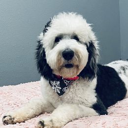 Aussiedoodles, Goldendoodles, Miniature Australian Shepherds, and Sheepadoodles from Sandlot Aussies and Doodles
