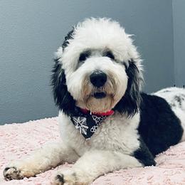 Aussiedoodles, Goldendoodles, Miniature Australian Shepherds, and Sheepadoodles from Sandlot Aussies and Doodles
