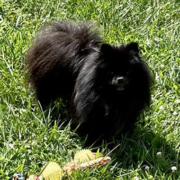 Rebel - Pomeranian