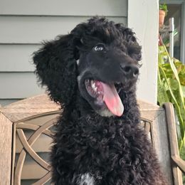 Girl 2 - Poodle puppy in New York from Powder Puff Poodles