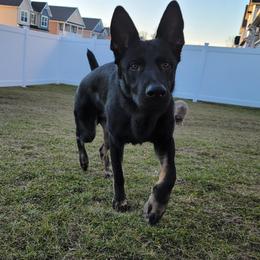 German Shepherds from Samtastic Shepherds