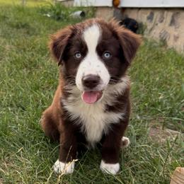 Cisco - Red & white male Miniature Australian Shepherd puppy in Marion, Michigan from Highland Hills Mini Aussies