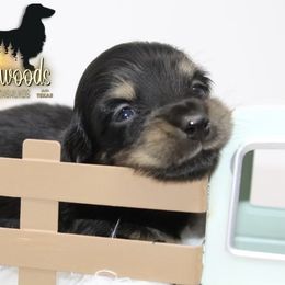 Dachshund Puppies from Piney Woods Miniature Dachshunds