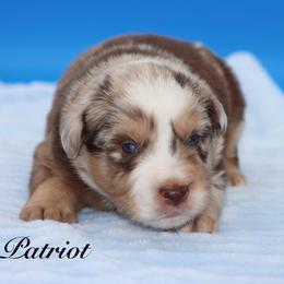 Patriot - Red merle male Miniature Australian Shepherd puppy in Weeki Wachee, Florida from Arlington's Mini Aussies