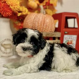 Havanese puppies from Havanese Bragger’s