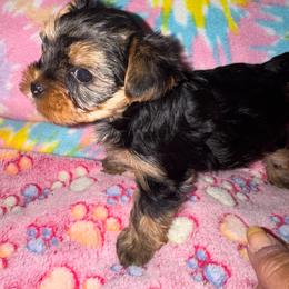 Ellie - Black and tan female Yorkshire Terrier puppy in Dexter City, Ohio from Harriman's Yorkshire Terriers
