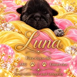 Luna - Black female Shih Tzu puppy in Dallas, Texas from Almost Heaven Shih Tzu