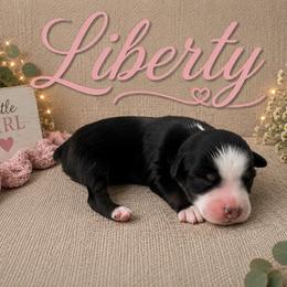 Liberty - Black tri female Miniature Australian Shepherd puppy in Idalou, Texas from Lonesome Pine Mini Aussies