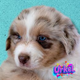 URKEL - Red Merle Male - BLUE Eyes - Red merle male Australian Shepherd puppy in Gainesville, Texas from Lady Luck Aussies