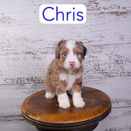 Chris - Red merle male Assorted Doodle Crosses puppy in Calhoun, Georgia from Happy Top Doodles