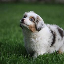 Miniature American Shepherd, Miniature Australian Shepherd, and Toy Australian Shepherd Puppies from Little Dipper mini Americans and toy Aussies
