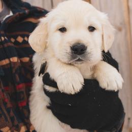 Cocoa - Light golden male Golden Retriever puppy in Mason, Michigan from Sweet Breeze Acres