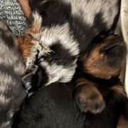 Black and Rust  Male 1 - Black and rust male Beauceron puppy in Floyd’s Knobs, Indiana from Birdwing Beaucerons