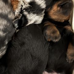 Black and Rust  Male 1 - Black and rust male Beauceron puppy in Floyd’s Knobs, Indiana from Birdwing Beaucerons