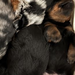 Black and Rust  Male 1 - Black and rust male Beauceron puppy in Floyd’s Knobs, Indiana from Birdwing Beaucerons