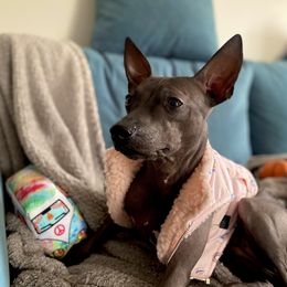 American Hairless Terriers from OakSahara